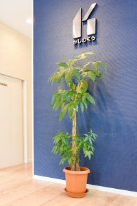 【梅雨の室内を彩る観葉植物】