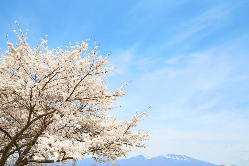 2026年3月の ” かしわくら “